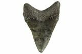 Serrated, Juvenile Megalodon Tooth - South Carolina #312124-1